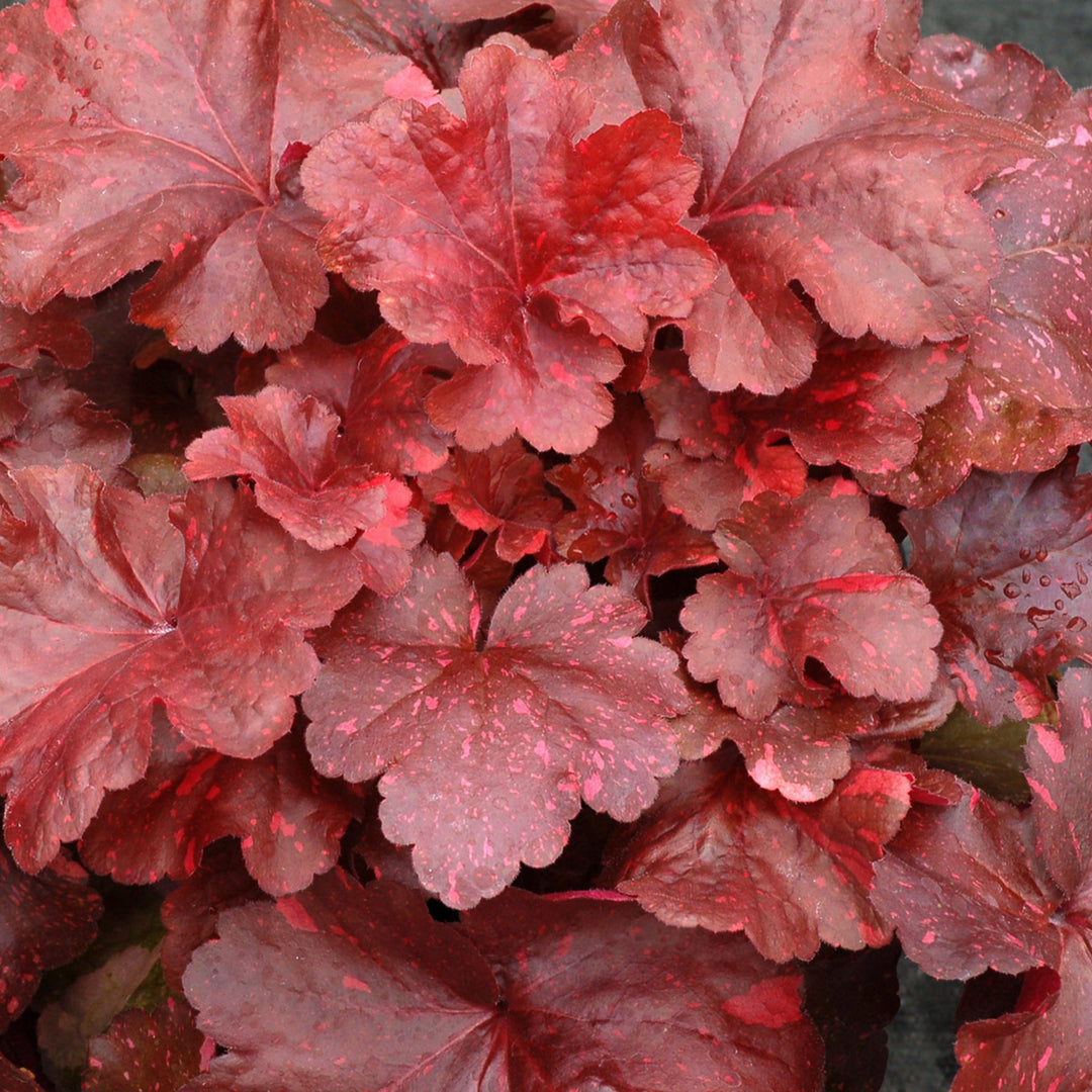 Heuchera 'Galaxy' Coral Bells, 1 Gallon Perennial