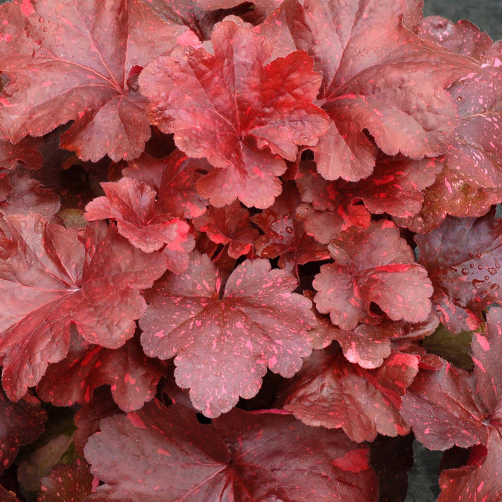 Heuchera 'Galaxy' Coral Bells, 1 Gallon Perennial