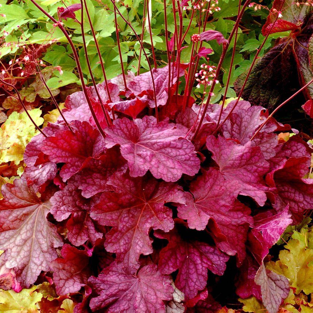 Heuchera 'Galaxy' Coral Bells, 1 Gallon Perennial