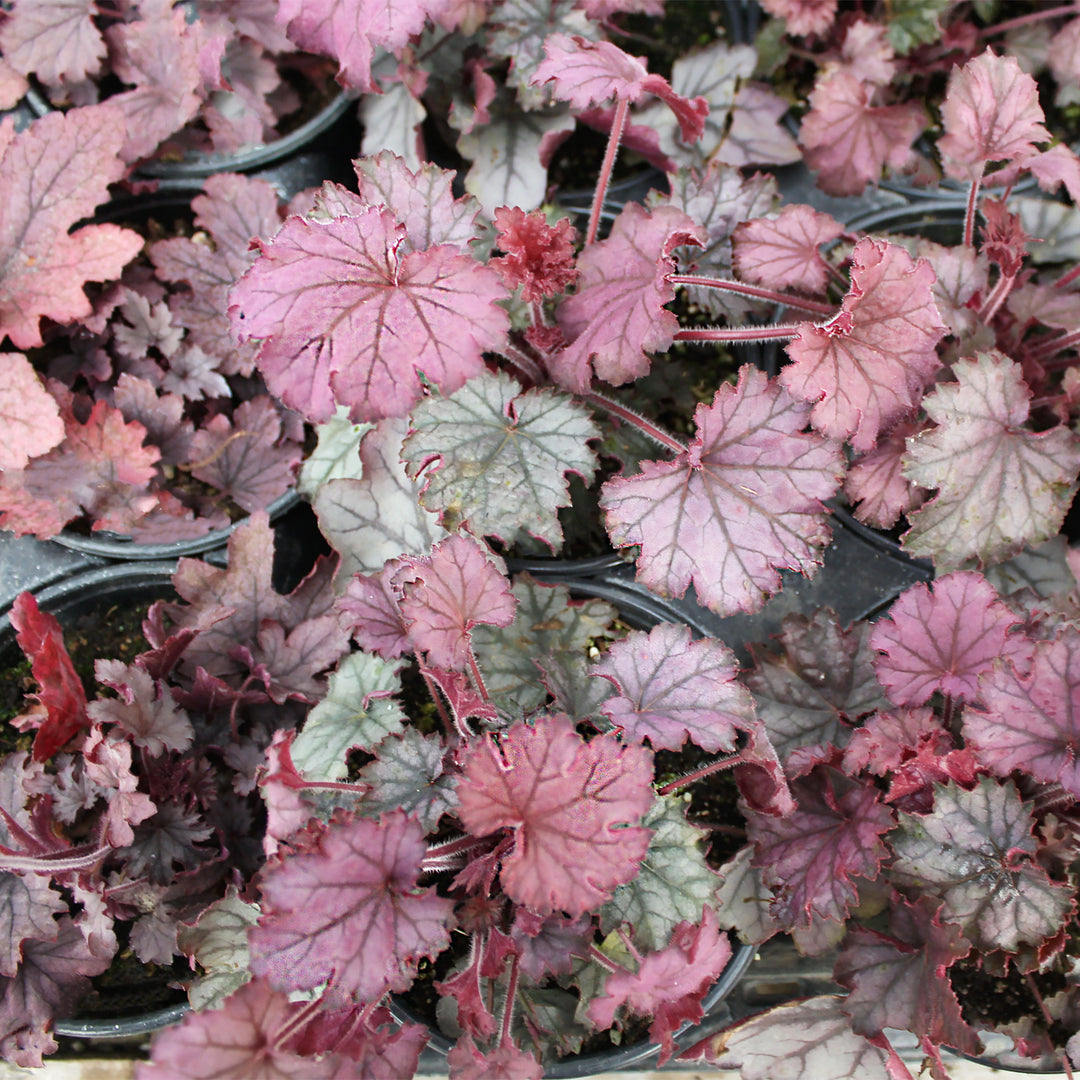 Heuchera 'Sugar Berry' PP24565 Little Cuties™ Sugar Berry Coral Bells, 1 Quart Perennial