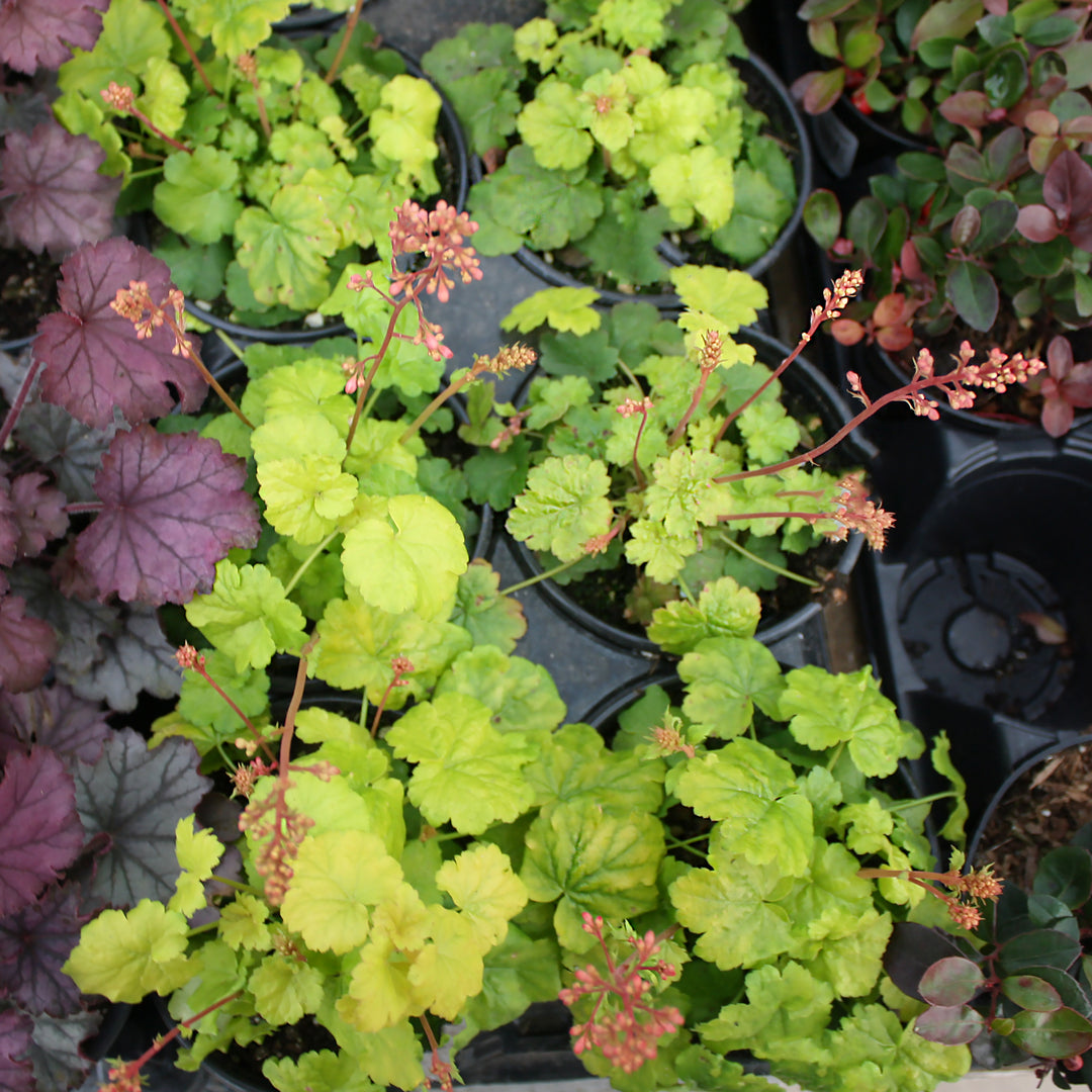 Heuchera 'Sweet Tart' PP24573 Little Cuties™ Sweet Tart Coral Bells, 1 Quart Perennial