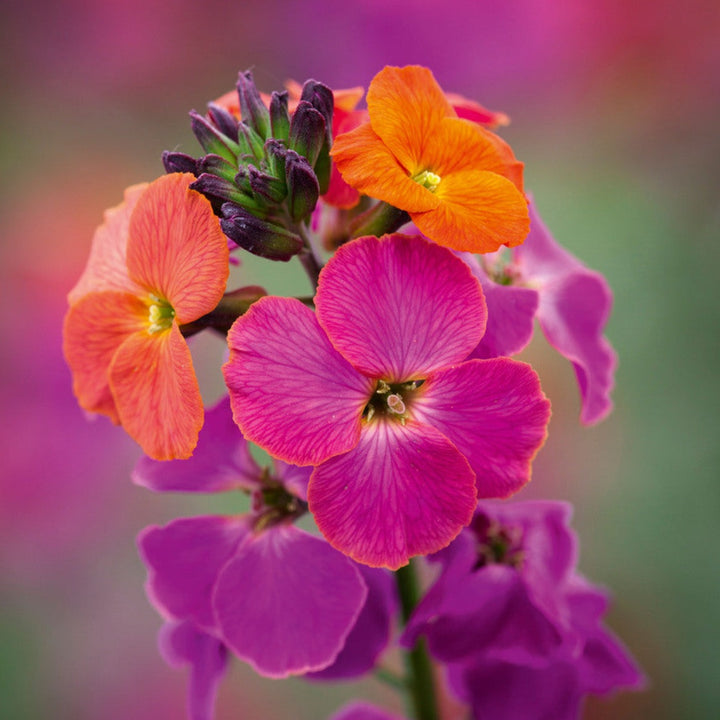 Erysimum x 'Innerywinorch' PP22467 Winter Orchid Wallflower, 1 Gallon Perennial