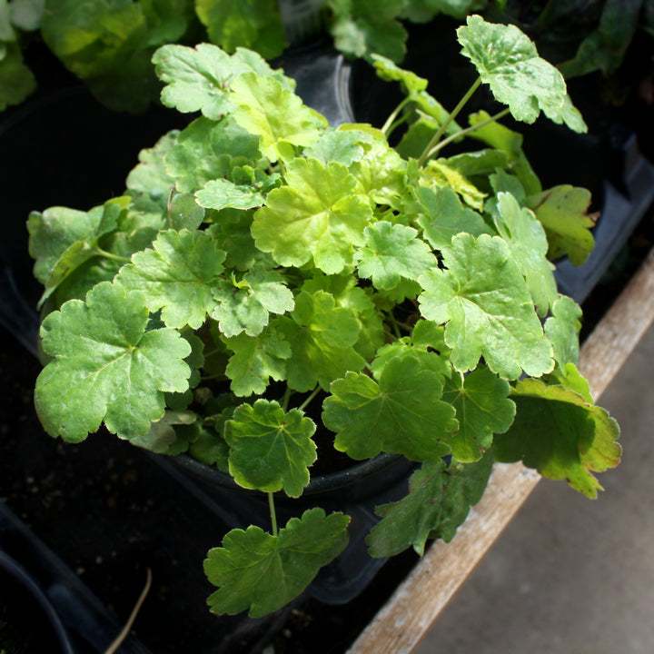 Heuchera 'Lime Ruffles' PP25604 Lime Ruffles™ Coral Bells, 1 Gallon Perennial