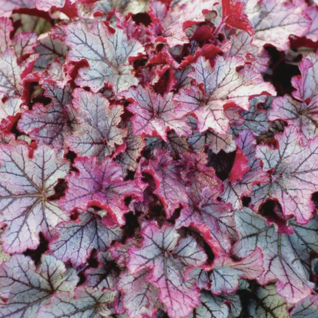 Heuchera 'Lime Ruffles' PP25604 Lime Ruffles™ Coral Bells, 1 Gallon Perennial