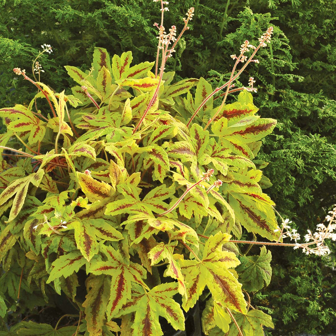 Heucherella 'Sunrise Falls' PP23666 Sunrise Falls™ Foamy Bells, 1 Gallon Perennial