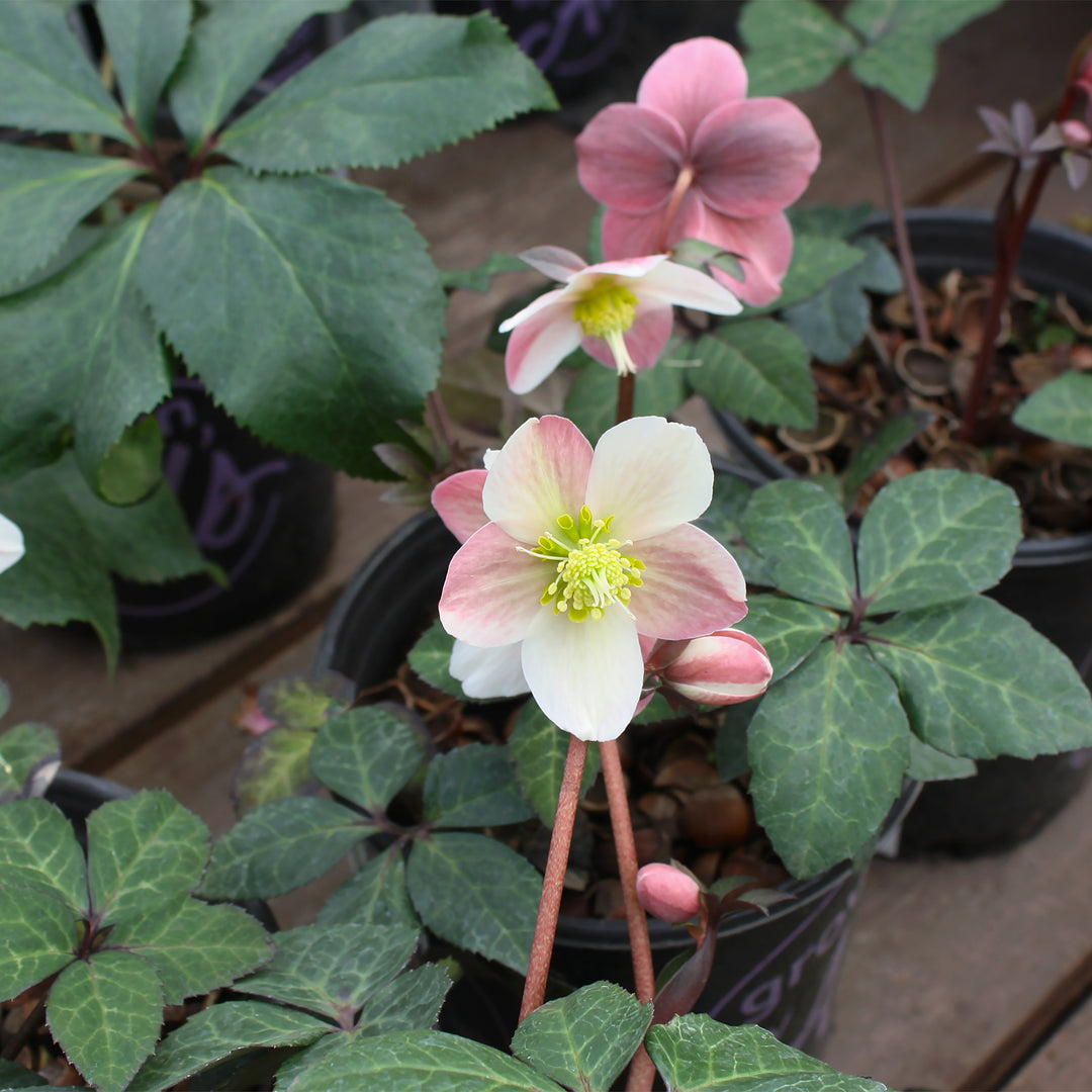 Helleborus x ballardiae 'COSEH 811' PP22350 HGC® Merlin Hellebore, 1 Gallon Perennial