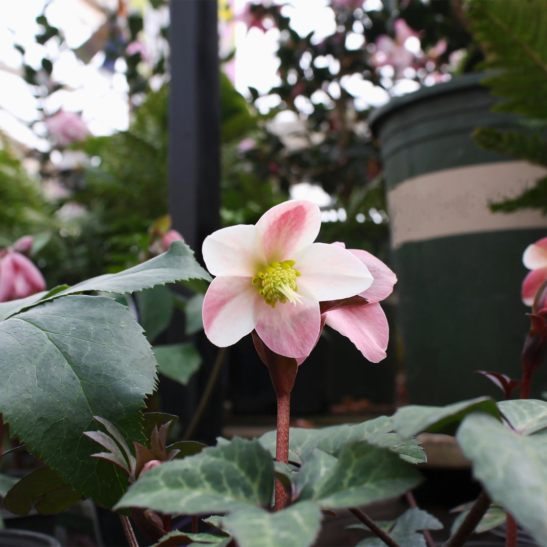 Helleborus x ballardiae 'COSEH 811' PP22350 HGC® Merlin Hellebore, 1 Gallon Perennial