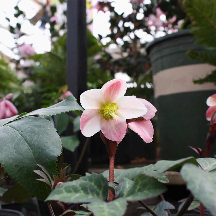 Helleborus x ballardiae 'COSEH 811' PP22350 HGC® Merlin Hellebore, 1 Gallon Perennial