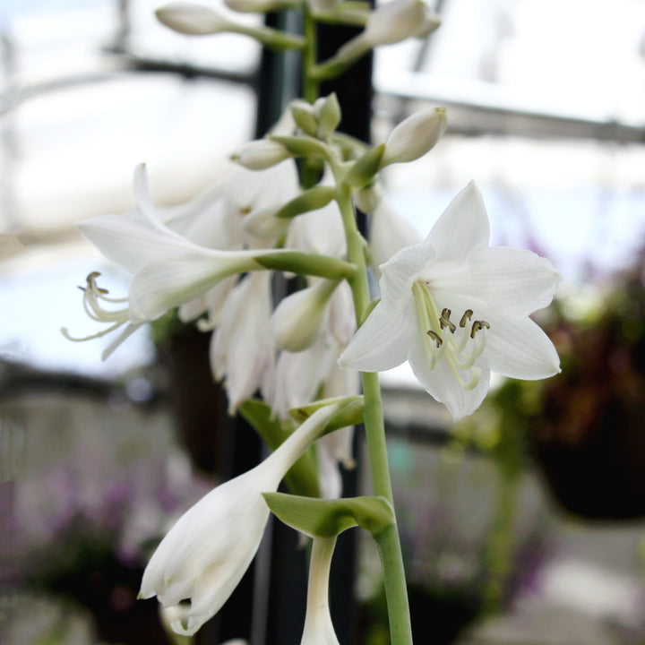 Hosta 'American Halo' Hosta, 1 Gallon Perennial