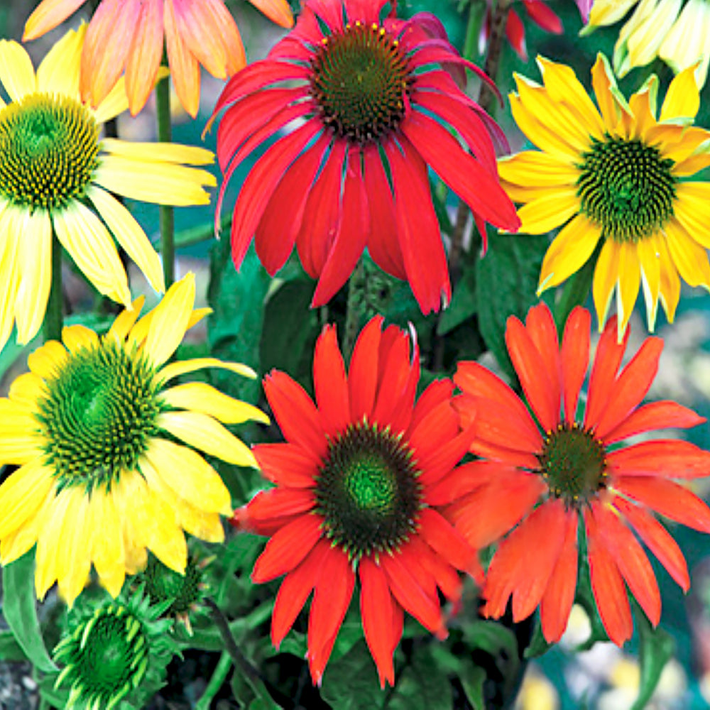 Echinacea 'Cheyenne Spirit' Coneflower, 1 Gallon Perennial