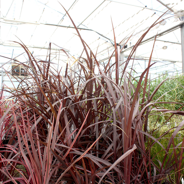 Cordyline australis 'Design-A-Line Burgundy' PP24764 Cordyline, 1 Quart Perennial