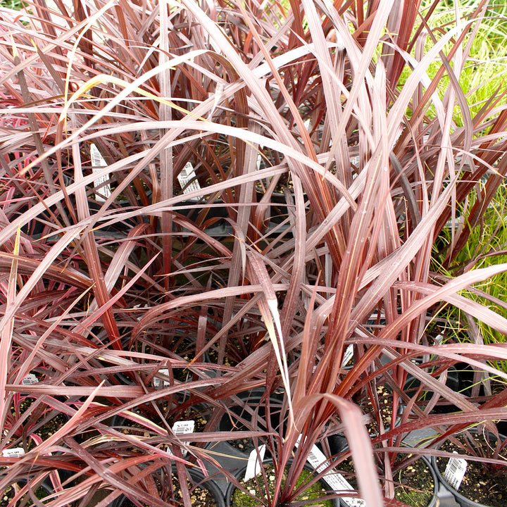 Cordyline australis 'Design-A-Line Burgundy' PP24764 Cordyline, 1 Quart Perennial