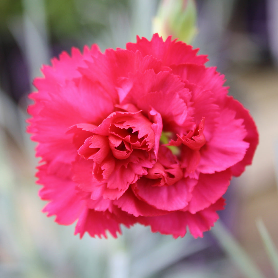 Dianthus caryophyllus 'Waterloo Sunset' PP21080 Devon Cottage™ Waterloo Sunset Carnation, 1 Gallon Perennial