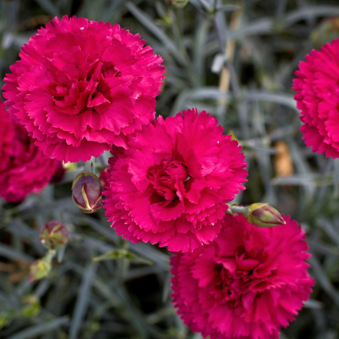 Dianthus caryophyllus 'Waterloo Sunset' PP21080 Devon Cottage™ Waterloo Sunset Carnation, 1 Gallon Perennial