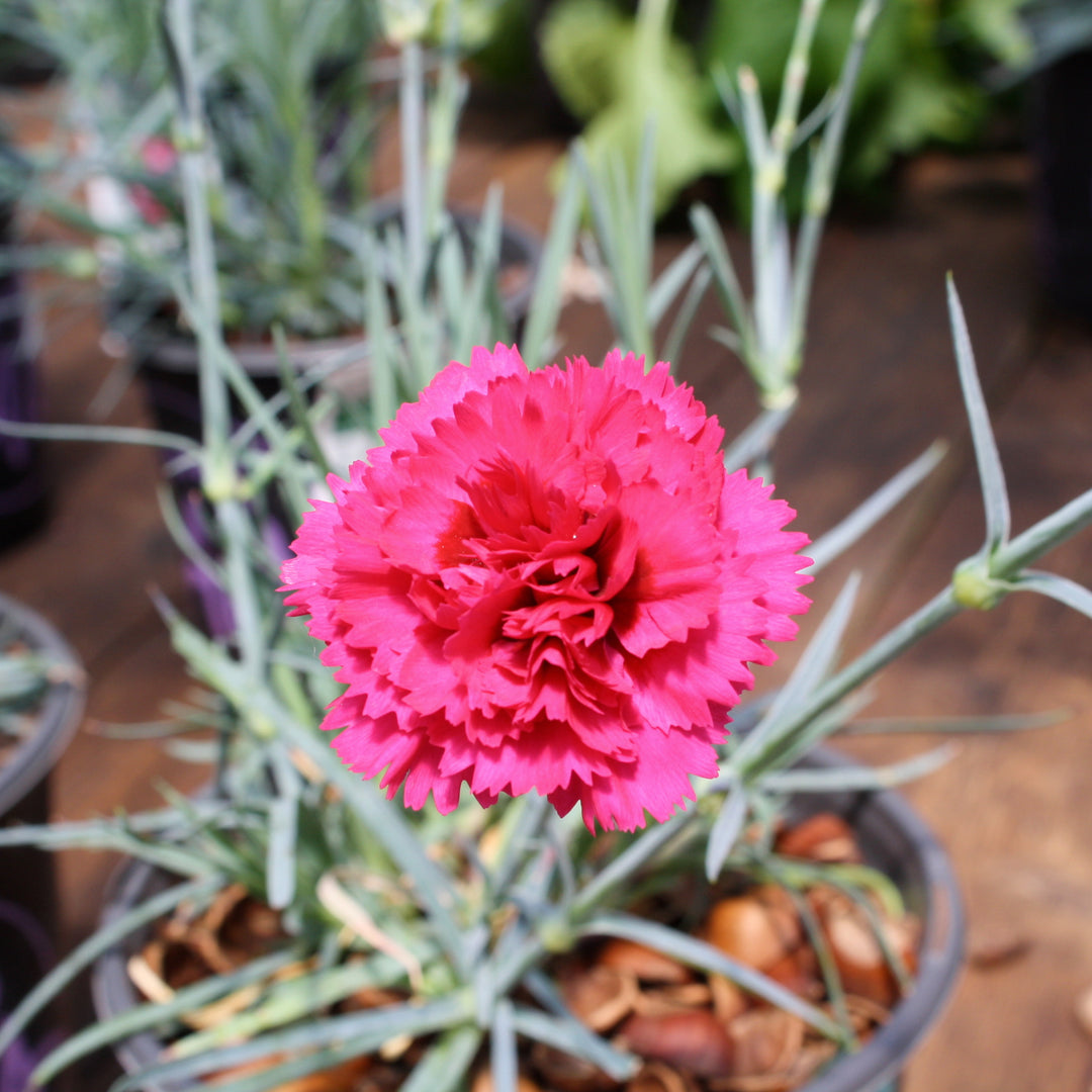 Dianthus caryophyllus 'Waterloo Sunset' PP21080 Devon Cottage™ Waterloo Sunset Carnation, 1 Gallon Perennial