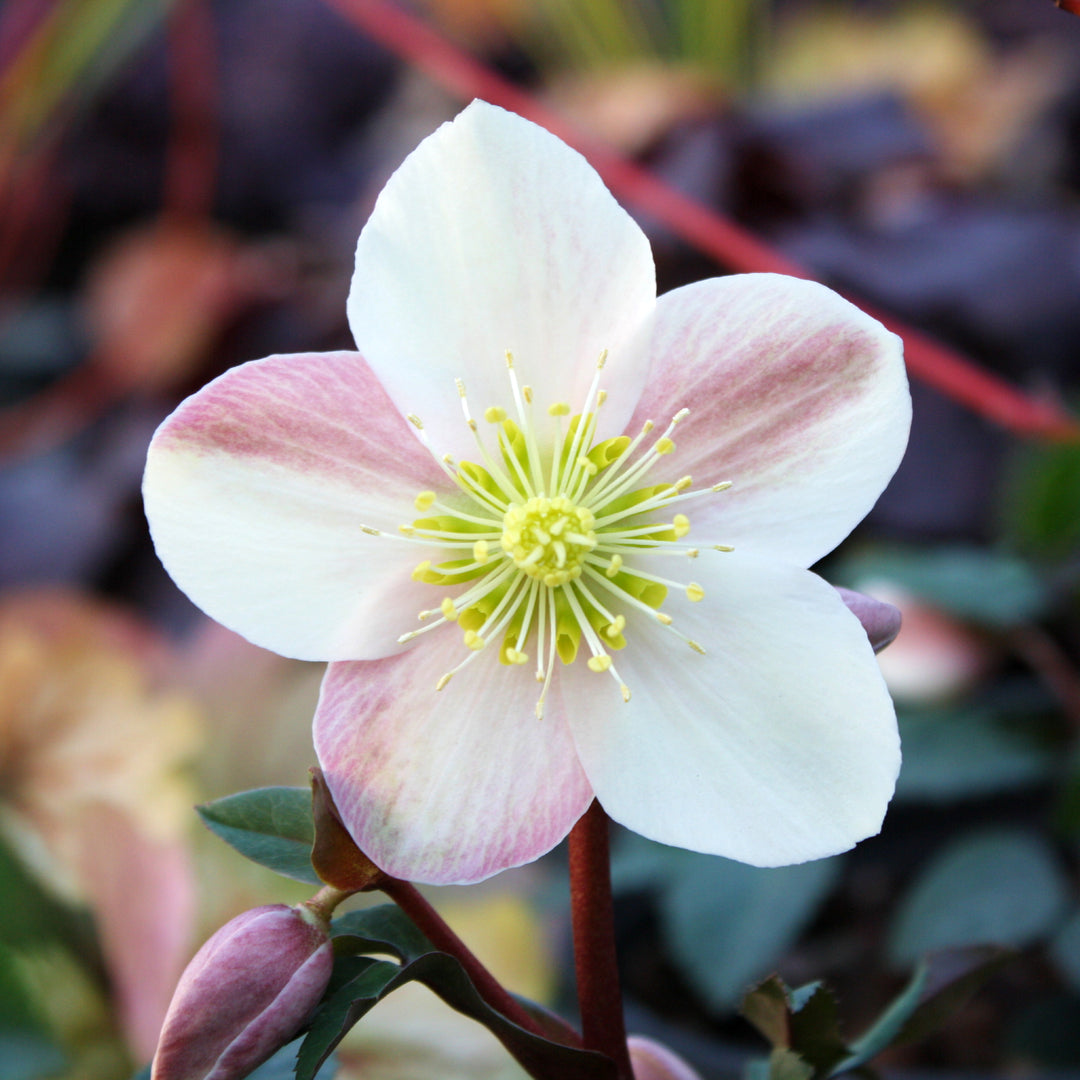 Helleborus x ballardiae 'COSEH 940' PP23772 HGC® Camelot Hellebore, 1 Gallon Perennial