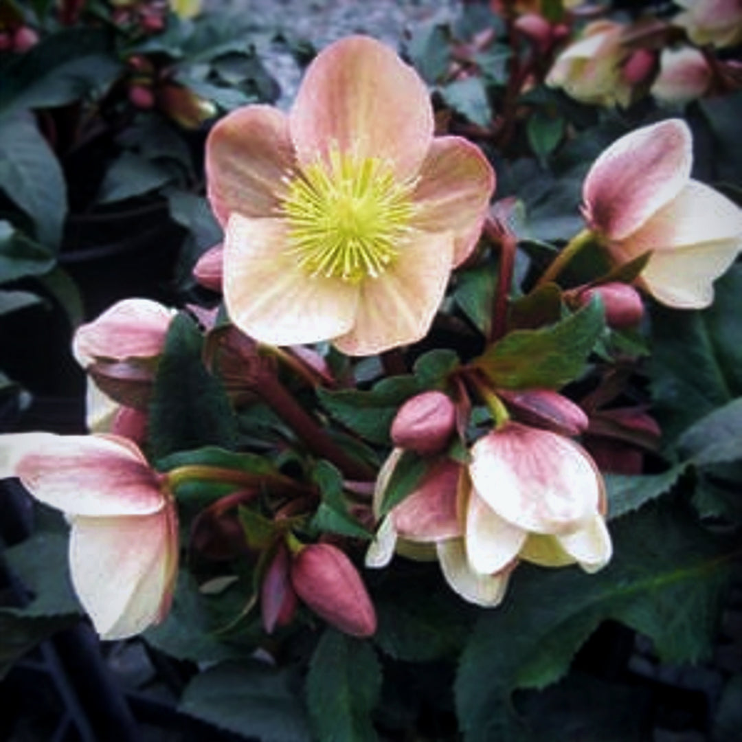 Helleborus x ballardiae 'COSEH 940' PP23772 HGC® Camelot Hellebore, 1 Gallon Perennial