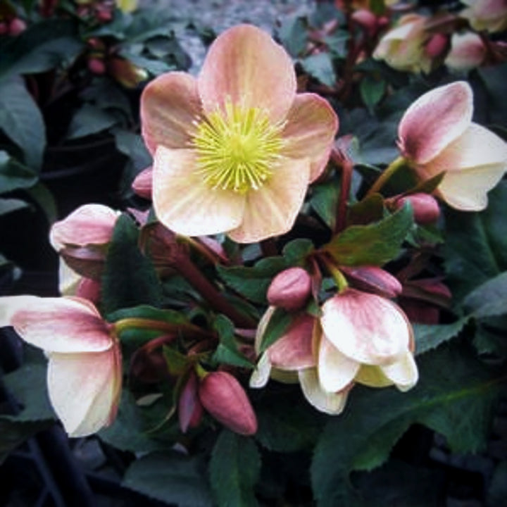 Helleborus x ballardiae 'COSEH 940' PP23772 HGC® Camelot Hellebore, 1 Gallon Perennial