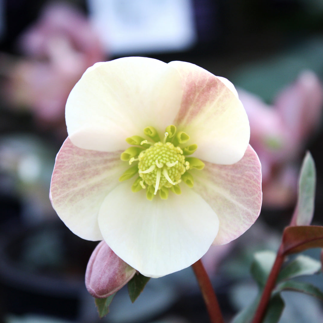 Helleborus x ballardiae 'COSEH 940' PP23772 HGC® Camelot Hellebore, 1 Gallon Perennial
