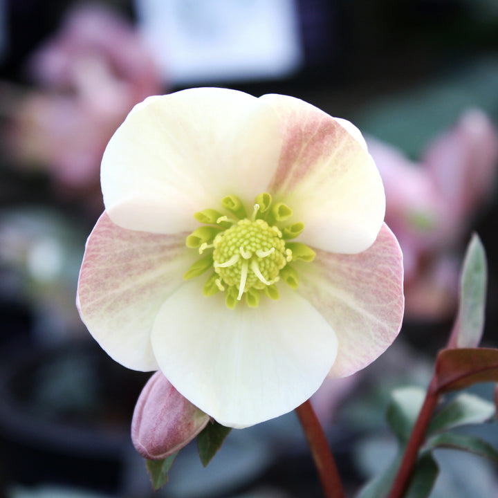 Helleborus x ballardiae 'COSEH 940' PP23772 HGC® Camelot Hellebore, 1 Gallon Perennial