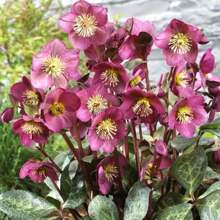 Helleborus x 'ABCRD02' PP24720 Frostkiss® Anna's Red Hellebore, 1 Gallon Perennial