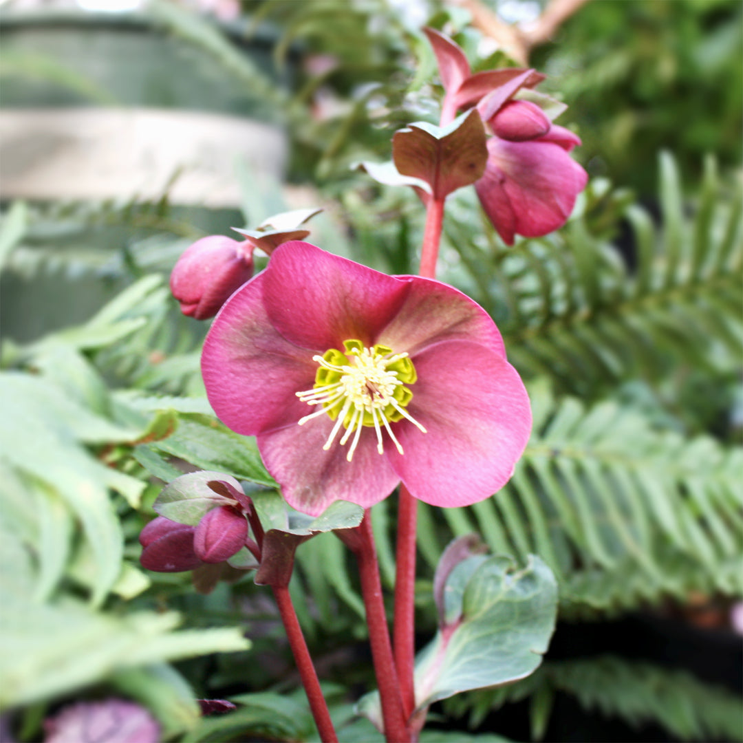 Helleborus x 'ABCRD02' PP24720 Frostkiss® Anna's Red Hellebore, 1 Gallon Perennial