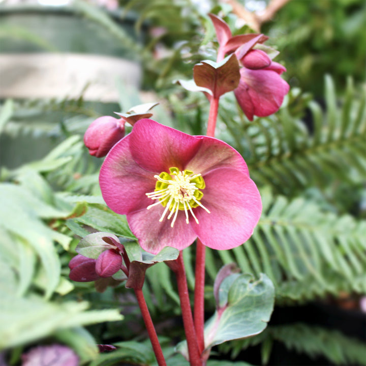 Helleborus x 'ABCRD02' PP24720 Frostkiss® Anna's Red Hellebore, 1 Gallon Perennial