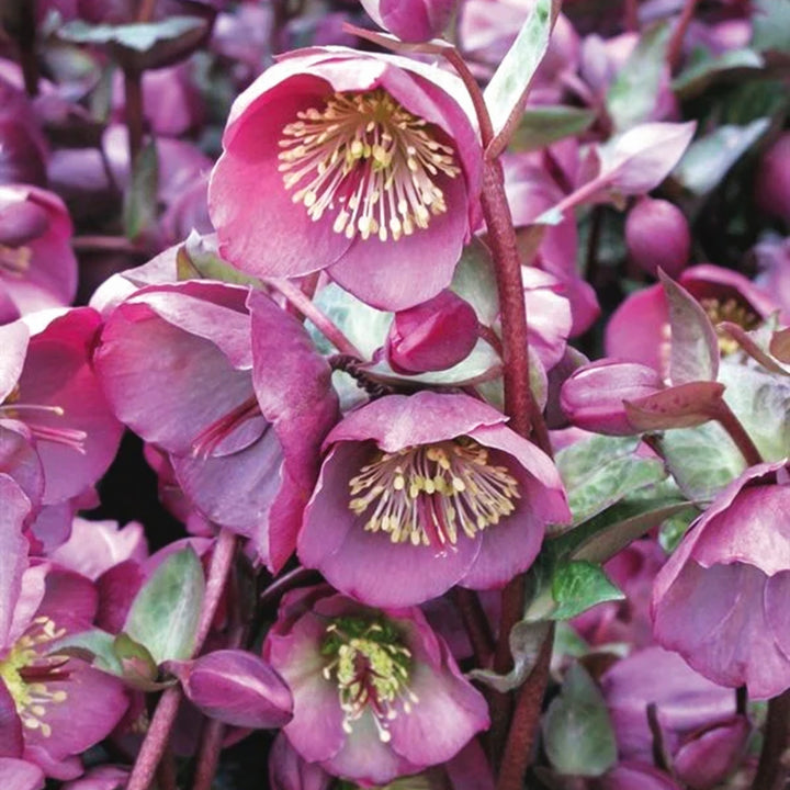 Helleborus x 'ABCRD01' PP24149 Frostkiss® Penny Pink Hellebore, 1 Gallon Perennial