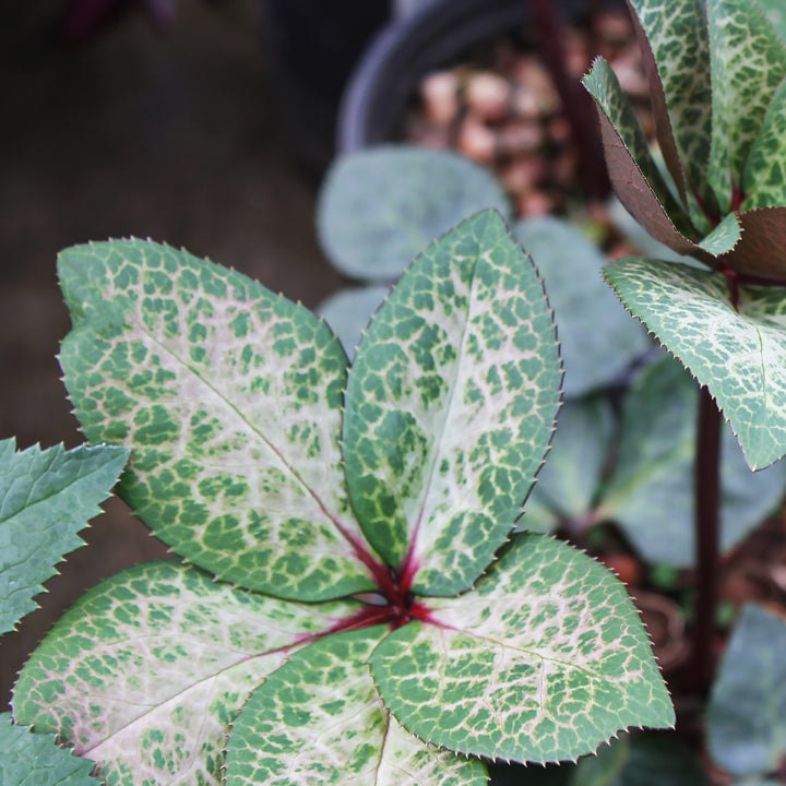 Helleborus x 'ABCRD01' PP24149 Frostkiss® Penny Pink Hellebore, 1 Gallon Perennial