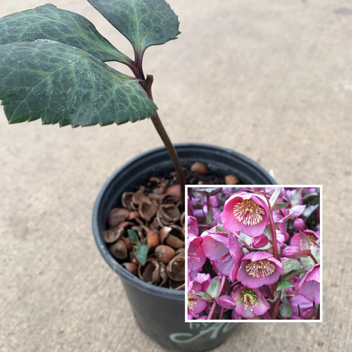 Helleborus x 'ABCRD01' PP24149 Frostkiss® Penny Pink Hellebore, 1 Gallon Perennial