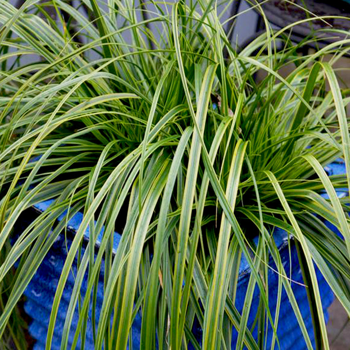 Carex oshimensis 'Everlime' PP25622 EverColor® Everlime Sedge Grass, 1 Gallon Perennial