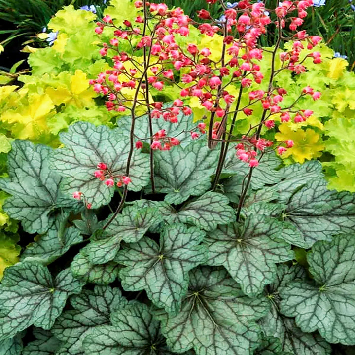 Heuchera 'Peppermint Spice' PP18009 Coral Bells, 1 Gallon Perennial