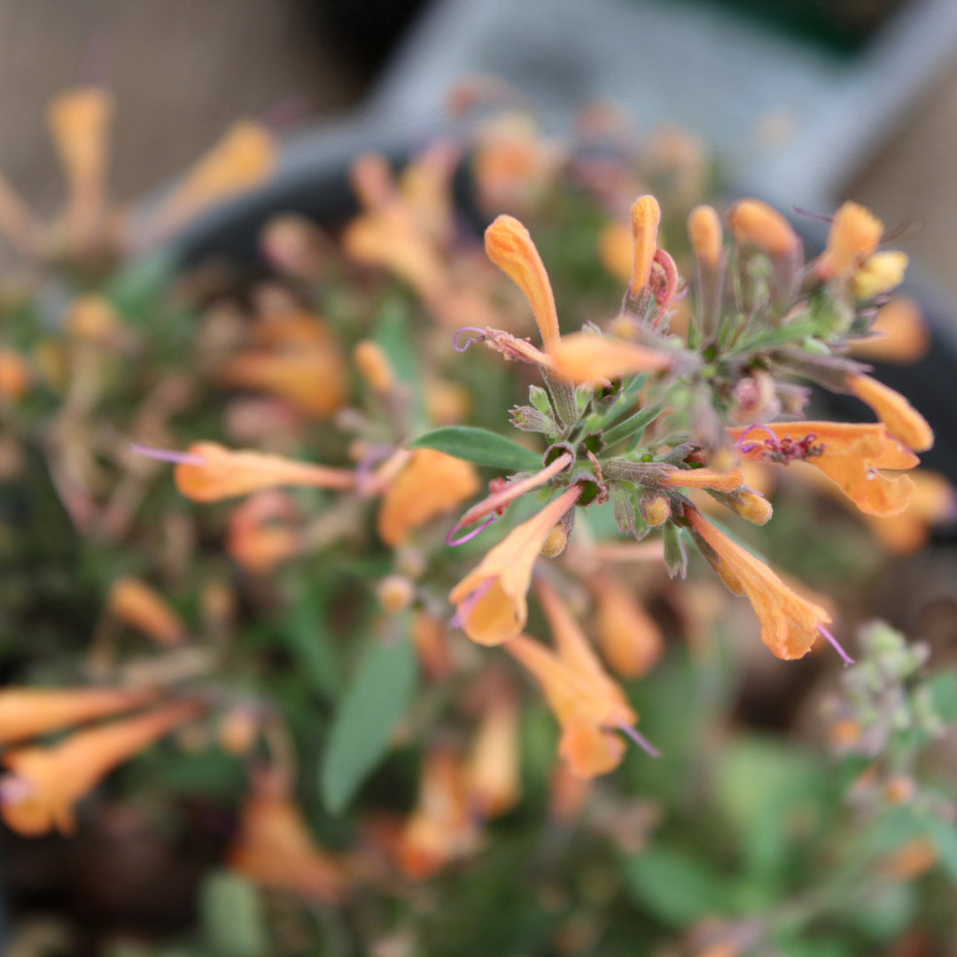 Agastache x 'Kudos Mandarin' PP25381 Kudos® Mandarin Hummingbird Mint, 1 Gallon Perennial