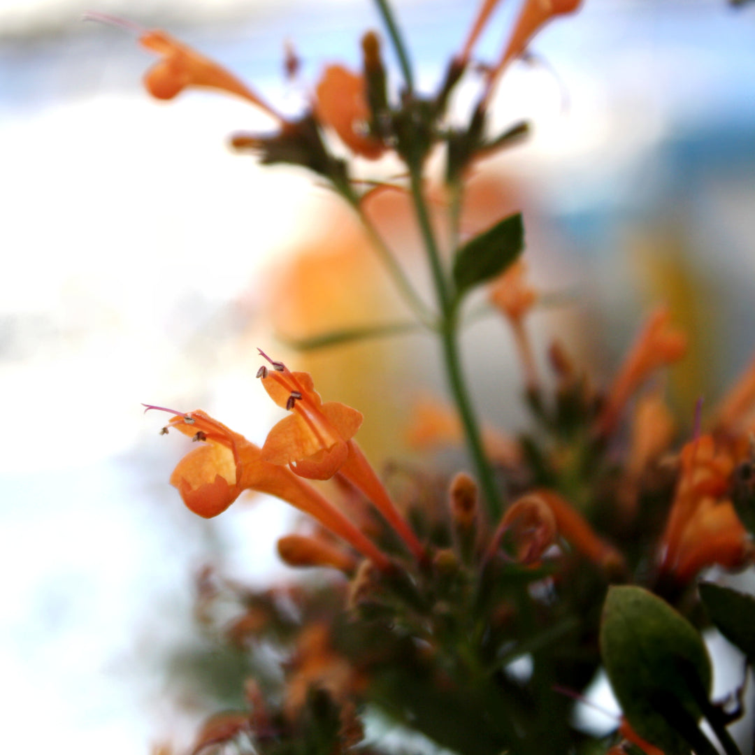 Agastache x 'Kudos Mandarin' PP25381 Kudos® Mandarin Hummingbird Mint, 1 Gallon Perennial