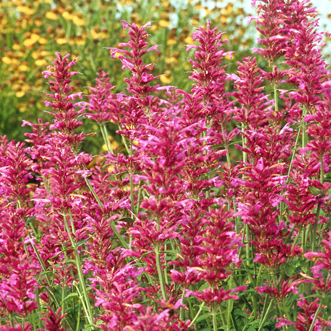 Agastache x 'Heatwave' Hummingbird Mint, 1 Gallon Perennial