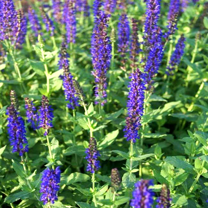 Salvia nemorosa 'Balyriclu' PP22919 Lyrical™ Blues Salvia, 1 Gallon Perennial