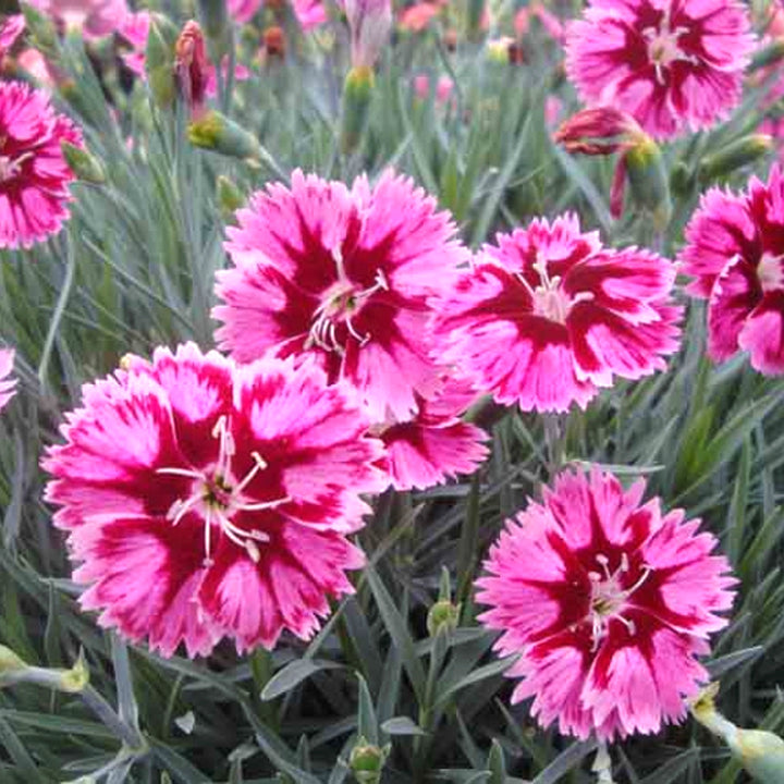 Dianthus caryophyllus 'Superstar' Carnation, 1 Gallon Perennial