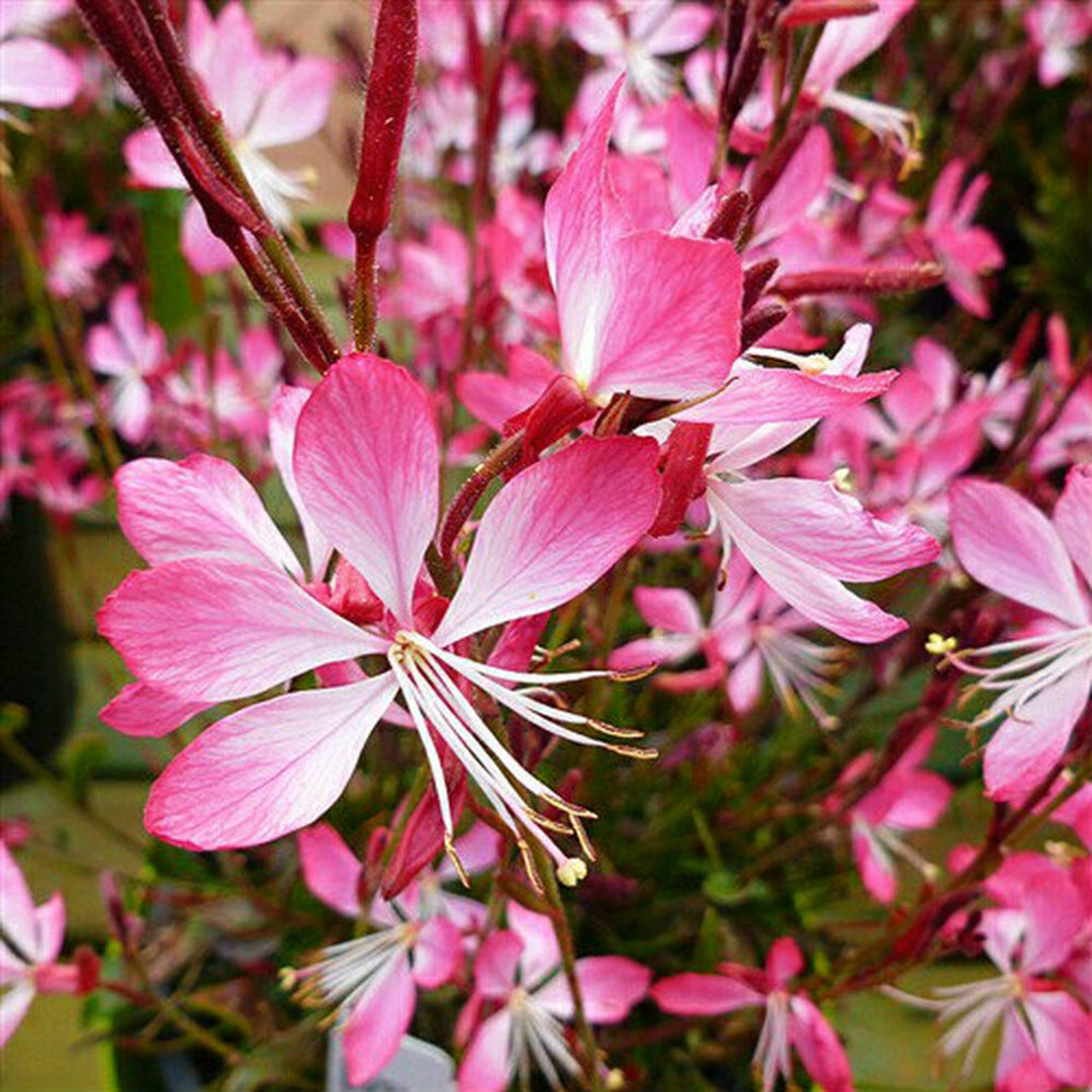 Gaura lindheimeri 'Little Janie' Wand Flower, 1 Gallon Perennial