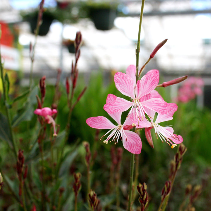 Gaura lindheimeri 'Little Janie' Wand Flower, 1 Gallon Perennial