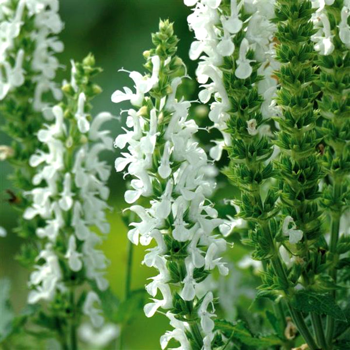 Salvia nemorosa 'Florsalwhite' PP21243 Lyrical™ White Salvia, 1 Gallon Perennial