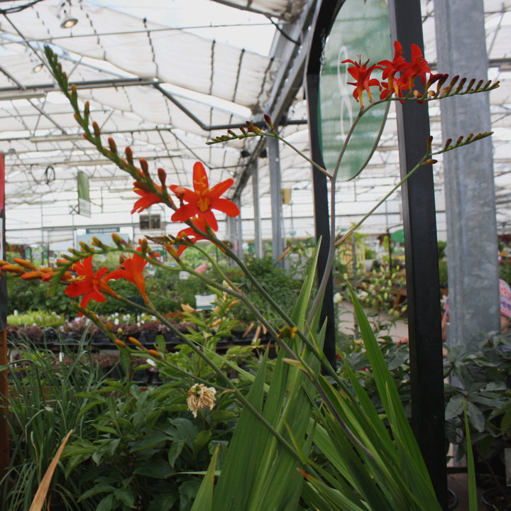 Crocosmia masoniorum 'Jochem' Crocosmia, 2 Gallon Perennial