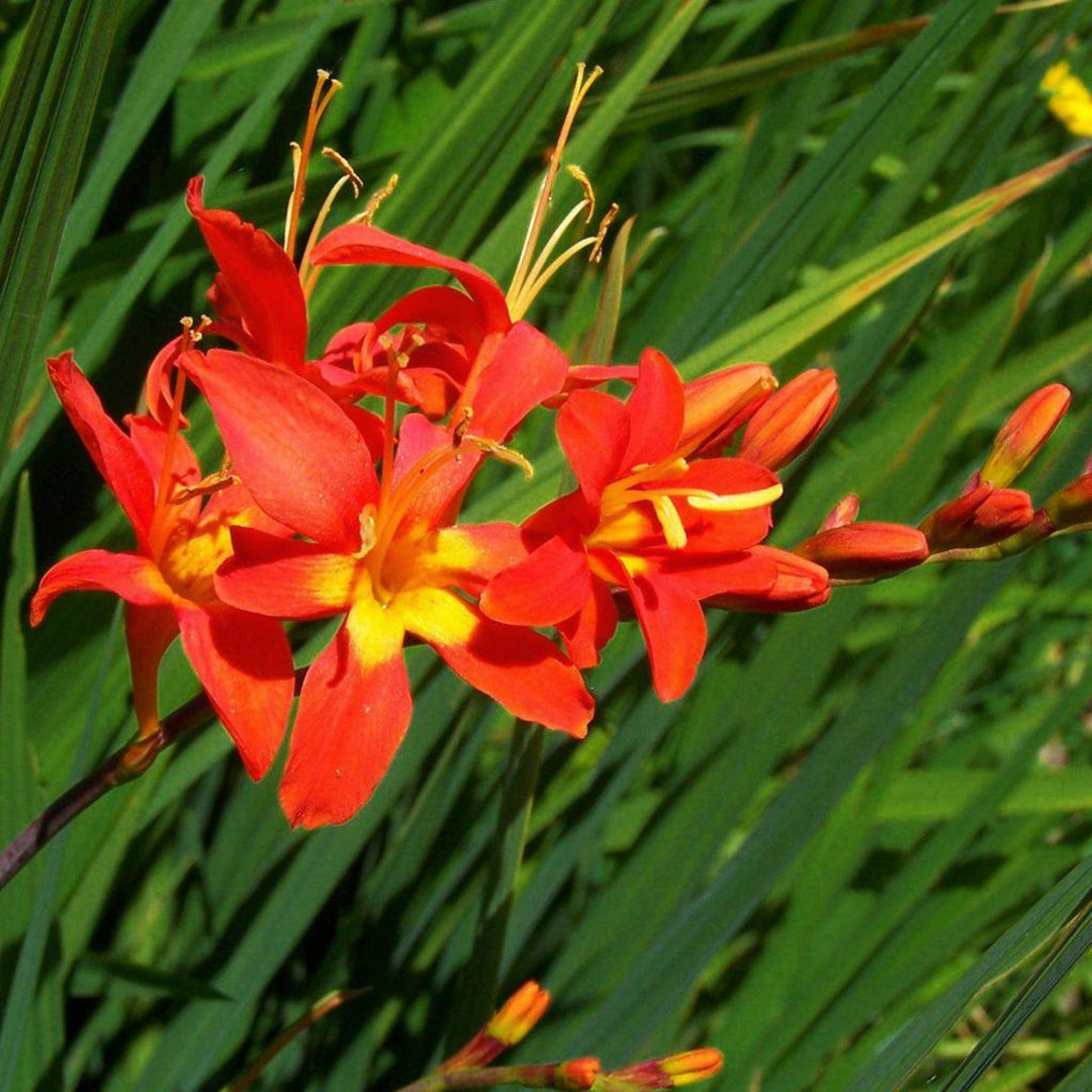 Crocosmia masoniorum 'Jochem' Crocosmia, 2 Gallon Perennial