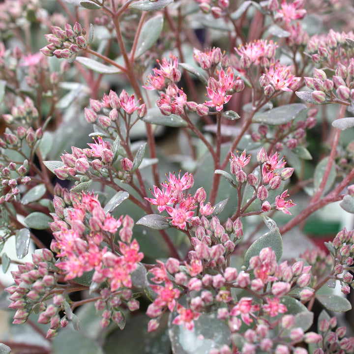 Hylotelephium spectabile 'Sunsparkler Dazzleberry' PP22457 Sunsparkler® Dazzleberry Tall Sedum, 1 Gallon Perennial