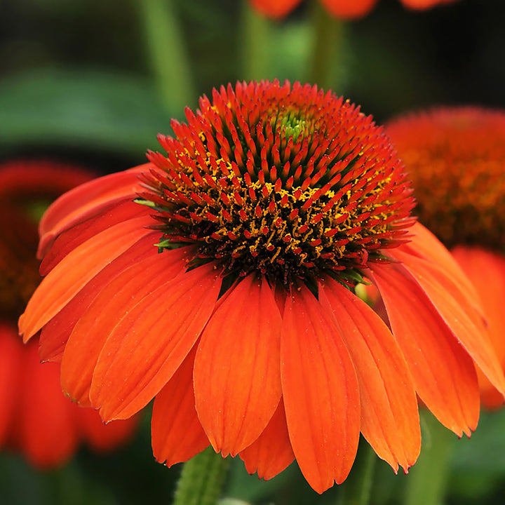 Echinacea x 'Balsomenco' PP25523 Sombrero® Flamenco Orange Coneflower, 1 Gallon Perennial