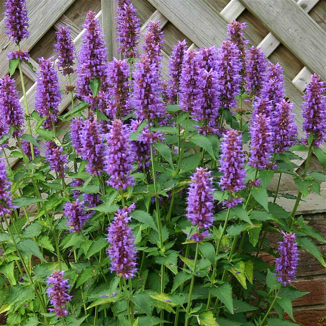 Agastache x 'Blue Boa' PP24050 Hummingbird Mint, 12 Inch Perennial