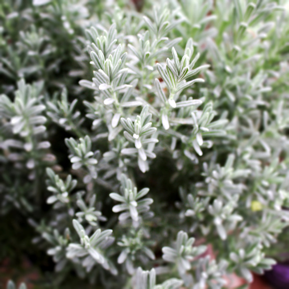 Lavandula stoechas 'Anouk Deluxe 901' Anouk Supreme Spanish Lavender, 1 Quart Perennial
