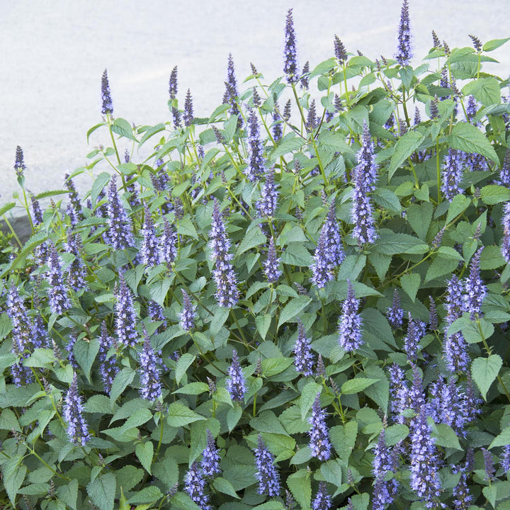 Agastache rugosa 'Little Adder' Hummingbird Mint, 1 Gallon Perennial