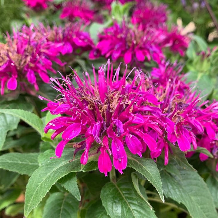 Monarda didyma 'Balbalmurp' PP25561 Balmy™ Purple Bee Balm, 1 Gallon Perennial