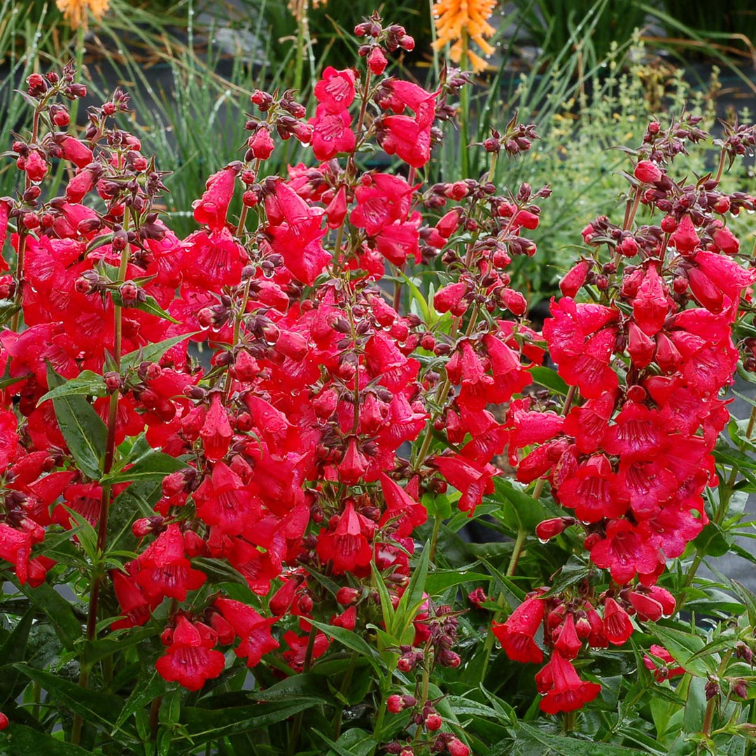 Penstemon x 'Cha Cha Cherry' PP28163 Cha Cha™ Cherry Penstemon, 12 Inch Perennial