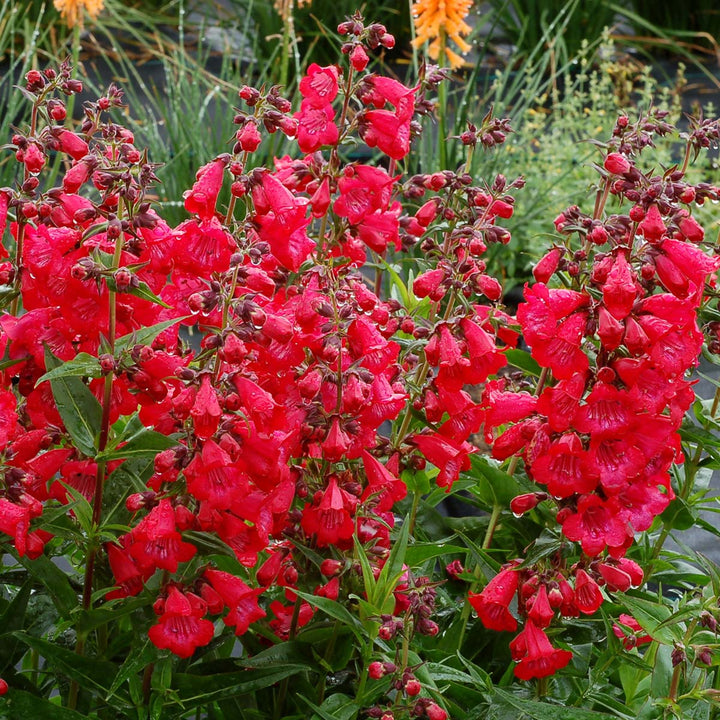 Penstemon x 'Cha Cha Cherry' PP28163 Cha Cha™ Cherry Penstemon, 12 Inch Perennial